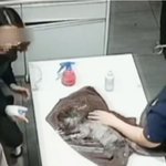 [이것좀봐줘] 수술 끝낸 강아지 얼굴에 탈취제 뿌리며 웃은 동물병원