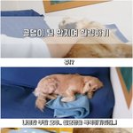 [강아지] 골<b>댕이</b> 만지다가 D질뻔한 Ssul!
