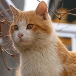 크래비티 <b>송형준</b> 이 고양이 닮았어