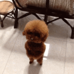 야 아미들아 이거 뭔데? <b>니</b><b>넨</b> 까일 준비해라 ㅋㅋ
