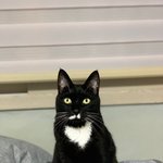 너무 잘생긴 울 <b>연탄</b>이 증사 보고 가주세요