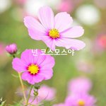 [<b>감성</b>글] 넌 코스모스야