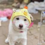 귀여운 우리갱아쥐 구경좀