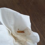 오레오오즈 씨리얼에서 애벌레나옴