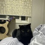 [고양이] 우리 송삼이 보세요