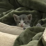 [고양이] 귀여운 <b>레오</b> 사진 뿌리고갑니다