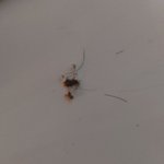 [댓글부탁해] 와 나 배꼽 때 <b>에바</b>임