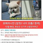 포메라니안 강아지를 찾습니다ㅜ
