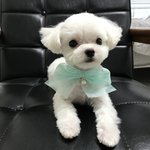 [자랑글] 우리 집 애 첫 <b>미용</b>했어요
