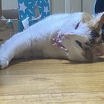 [고양이] +)(깜놀주의)우리 고양이 <b>오때</b>