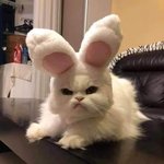 [모두드루와] <b>셉틴</b> 렢엔라잇 뭔가