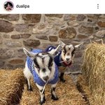 [이것좀봐줘] 두아<b>리파</b> 정 떨어진다