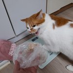 나의 동거묘 <b>도칠</b>이와 붕어빵