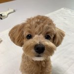 [강아지] 똘망똘망