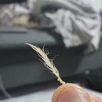 용산구 보광동 피자나라치킨공주 고발합니다