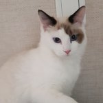 냥이 <b>호두</b>