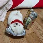 [드루와] 낼 아침에 비빔면 먹어<b>말아</b>? 추반좀