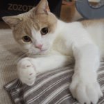 오 얘들아 근데 지금 치킨 <b>주문</b> 됨?