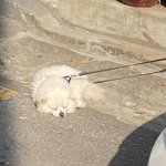 [19] 혐) 큐티클 제거하다가 피봄 <b>아포</b>ㅠㅠㅠ