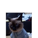 [고양이] <b>자랑</b>