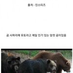 <b>암컷</b>곰이 자꾸 다치는 이유는?