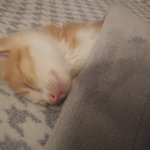 [고양이] <b>모찌</b>첫번째이야기.