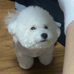 <b>울</b> <b>집</b> 강아지 고창석 닮았어