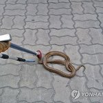 <b>구렁이</b> 잡힌거 퍼옴