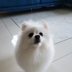 [골든차일드] 다디야 ㅠㅠ