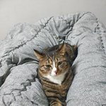 [고양이] 우리집 막둥이 나비8