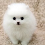 <b>요번</b>엔 강쥐