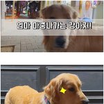 [강아지] 엄마 <b>마중</b>나가는 기특한 강아지!