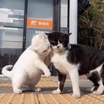 [댓글부탁해] 밀콥이 찐인 결정적인 이유