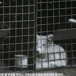 생애 첫 눈을 본 하이얀 북극여우