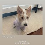 로제 댕댕이 입양했구나