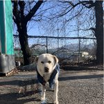 [강아지] [긴급] 개장수에 팔려간 금별이를 찾습니다.