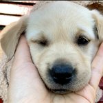 [강아지] 우리 댕댕스 <b>자랑</b>하긔