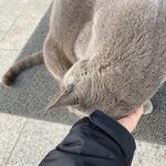 [댓글부탁해] 우리동네 마스코트 <b>고앵이</b>
