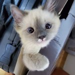 [고양이] 서툴렀던 나의 첫 반려묘 '숭아'