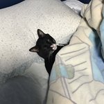 고양이 개귀여워ㅠ