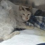 복막염걸린 길고양이사연입니다.ㅜ.ㅜ