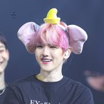 덤보큥