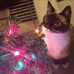 [댓글부탁해] 근데 쭈연이는 <b>ENFP</b> 같지 않냐