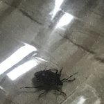 [댓글부탁해] 벌레 <b>생포</b>했는데 어떡해