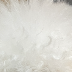 백날<b>천날</b> 잠만 자는 우리집 갱얼쥐