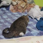 [고양이] 빵띨빵띨해