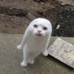 [댓글부탁해] 서울사는 애들아 등교<b>중지</b>