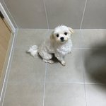 ~~꼬질꼬질한 반려견 자랑하좌~~