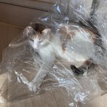 <b>비닐</b> 고양이