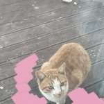 길고양이가 우리<b>집</b> <b>앞</b>에서 음식물 쓰레기 먹는데